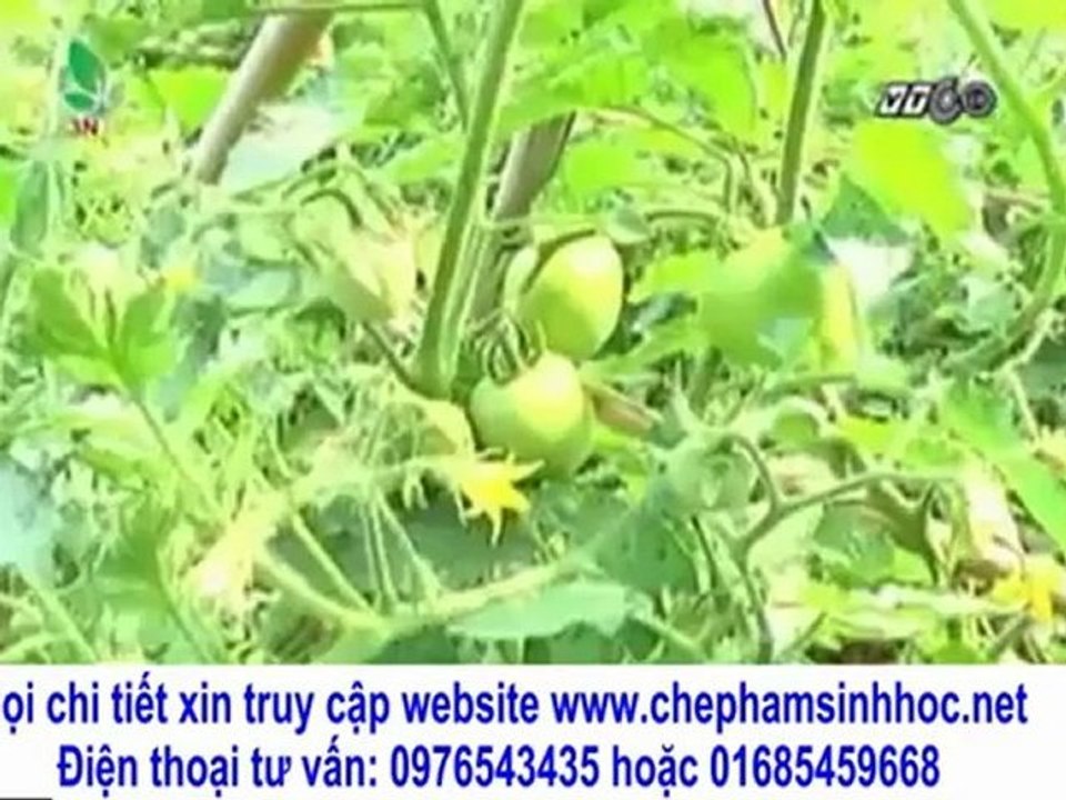 vuon sinh thai - Làm thế nào chồng rau sạch? giúp bà con nông dân làm giàu?