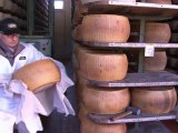 Italy's Sikhs help keep Parmesan alive