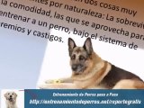 Manual de Entrenamiento de Perros : Manual de Adiestramiento