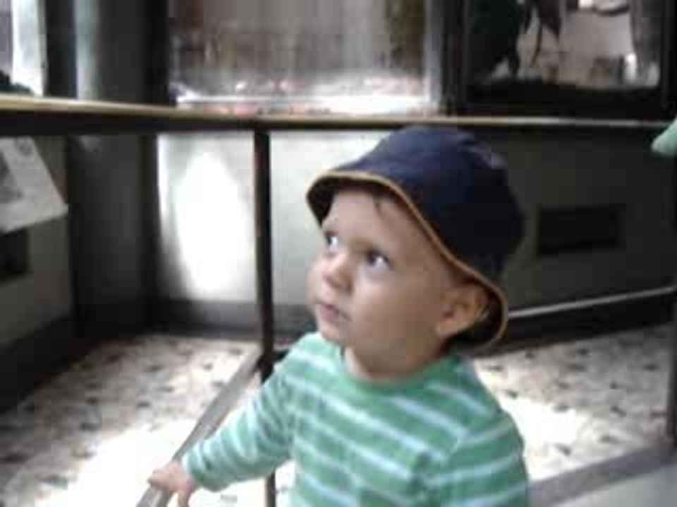 Wik devant les singes