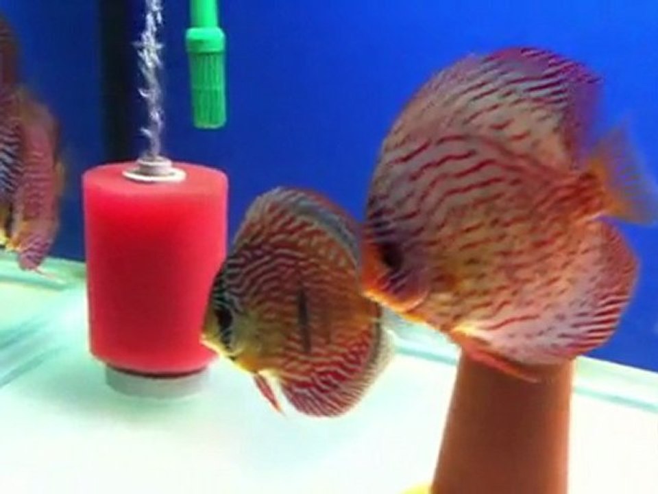 piwowarski red trkz