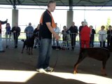 REGIONALE D'ELEVAGE DOBERMANNS PYRENEES 23/10/2011