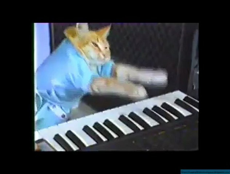 Un Gato Que Toca El Piano