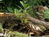 Accord sur les coupes rases dans les forêts du Val d’Oise