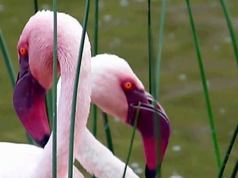 Kenya - Septembre 2011 - Les FLAMANTS ROSES