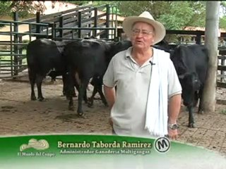 MARTES 25 OCTUBRE 2011 ganaderia multigangas _ 3