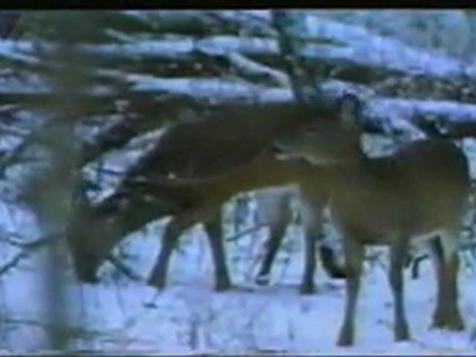 (DVD03) (03) CADENA DE LA VIDA, FOTOSINTESIS