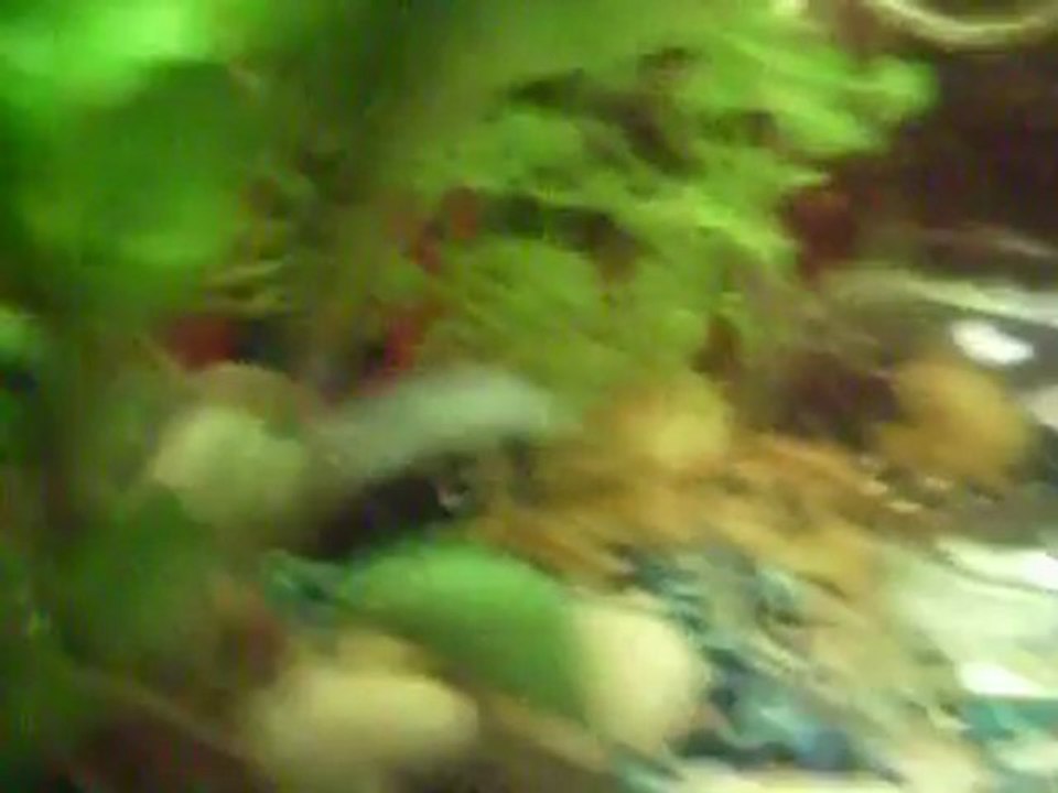 mon nano avec tetra fantome corydoras et tanichthys