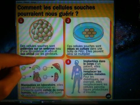 Les Cellules Souches.