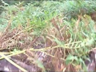 Présentation détaillée de l’installation de l’affût Tragopan