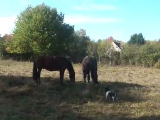 25.10.2011.b.limpio.malinka