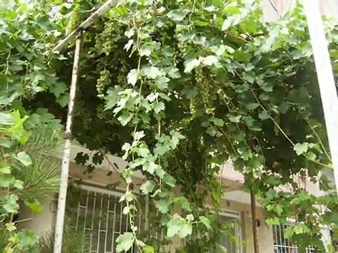 volkan Konak - Penceresi Önünde