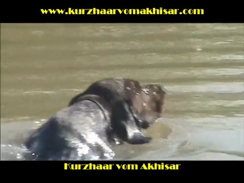 Kurzhaar vom Akhisar & 5 Görmeden ilk Su Aport Alıştırması