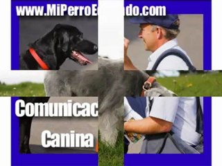 Consejos Entrenamiento  Canino 1 al 5