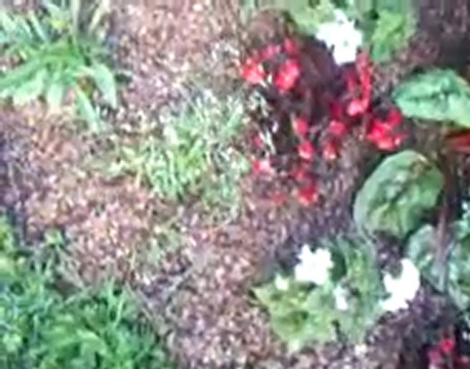 jardin fleuri