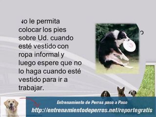 Consejos para Entrenar a un Perro Labrador