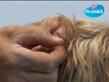 Conseils véto - Comment épiler les oreilles de votre chien ?