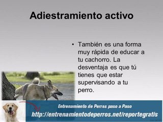 Como Educar a un Cachorro para ir al Baño