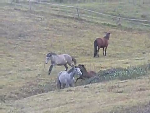 Argan et Balwhinny Troidés : le bonheur est dans le pré !!!!!