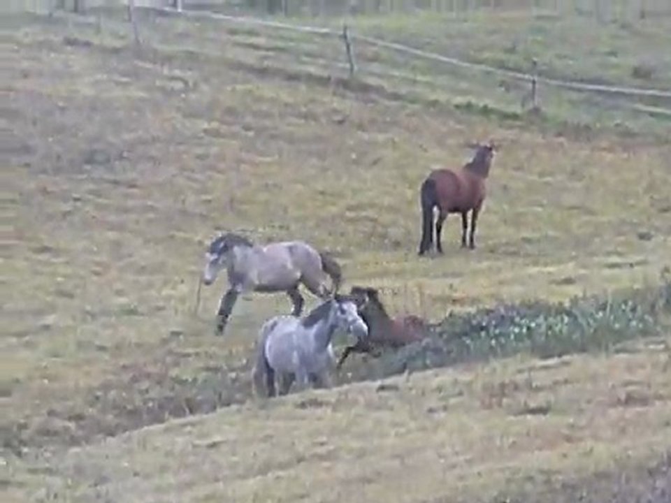 Argan et Balwhinny Troidés : le bonheur est dans le pré !!!!!