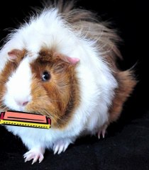 Epic Awards - not for guinea pigs!