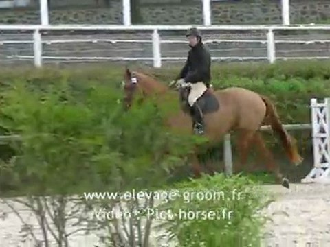 Hongre de 3 ans à vendre par Qredo de Paulstra