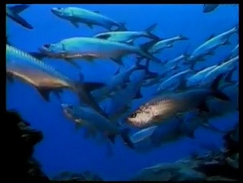 Evrim teorisini yalanlayan 50 milyon yıllık Ringa balığı!