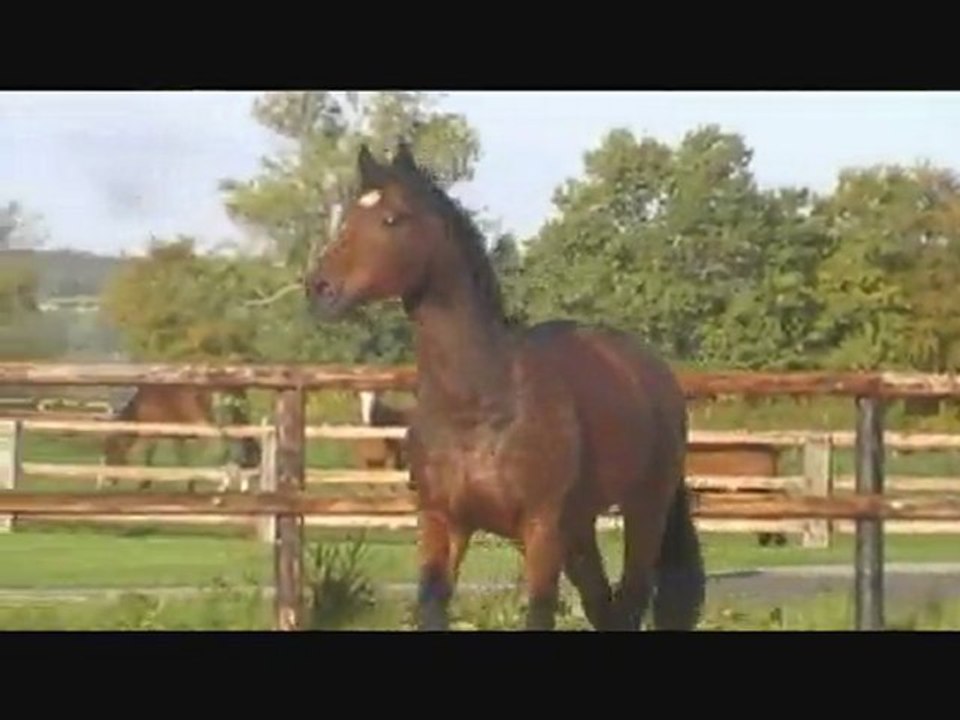 gros poney 3