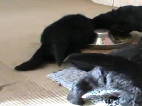 bébés de 4 semaines à l'heure du repas