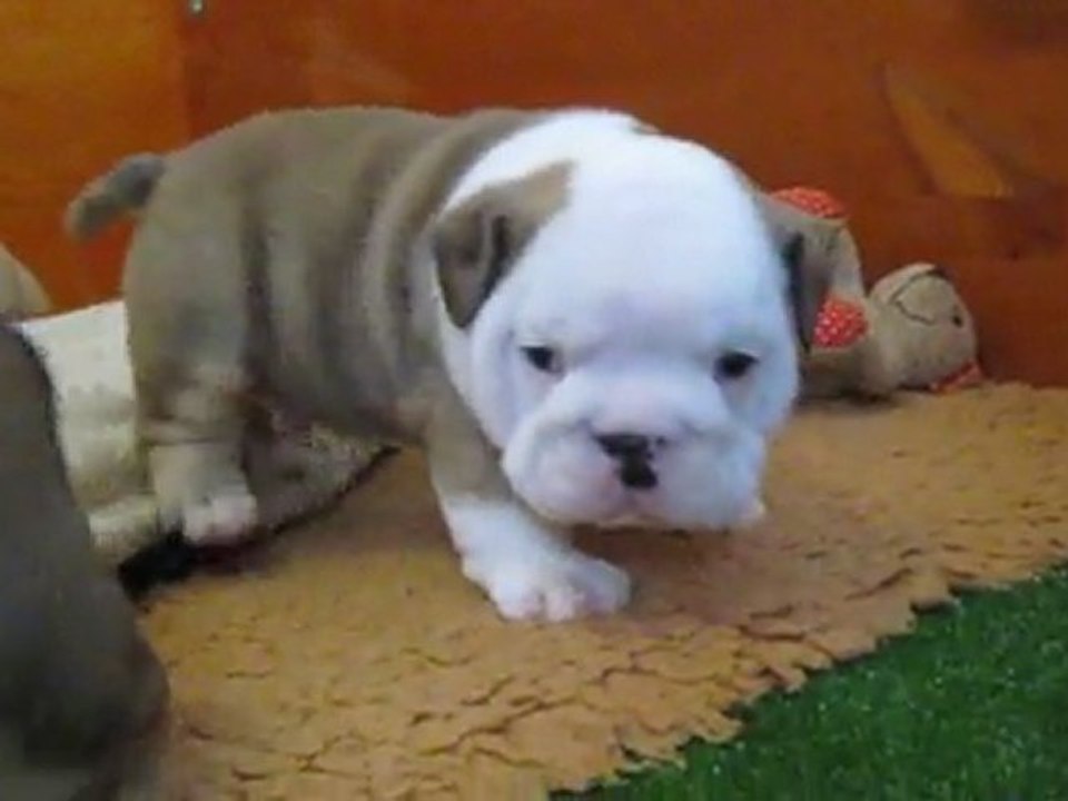 "des charmes d'Halliwelle". Chiots bulldogs anglais