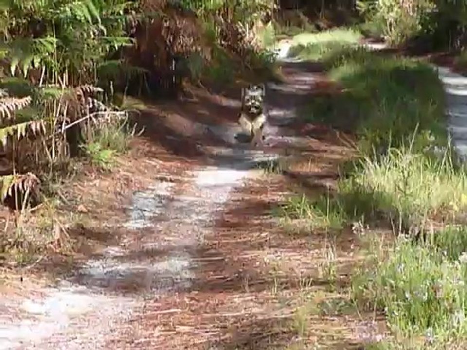 Canelle dans les bois