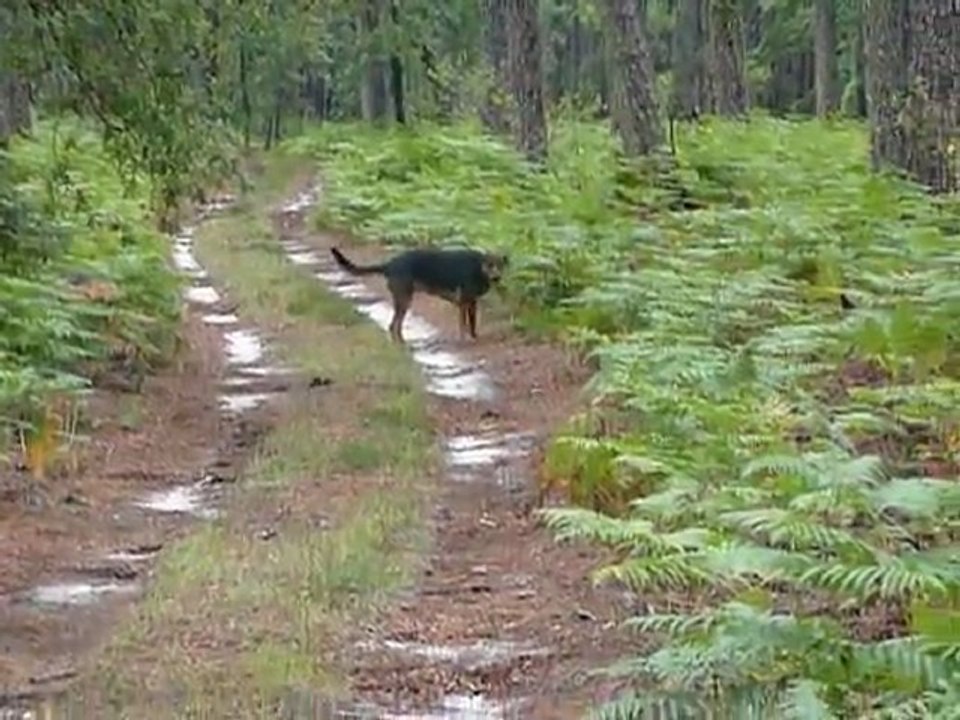Kirikou dans les bois