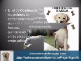 Entrenamiento Profesional para Perros : Como Adiestrar un pe