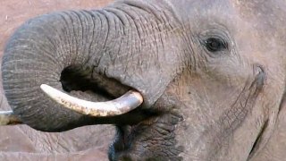 Kenya - Septembre 2011 - Les éléphants