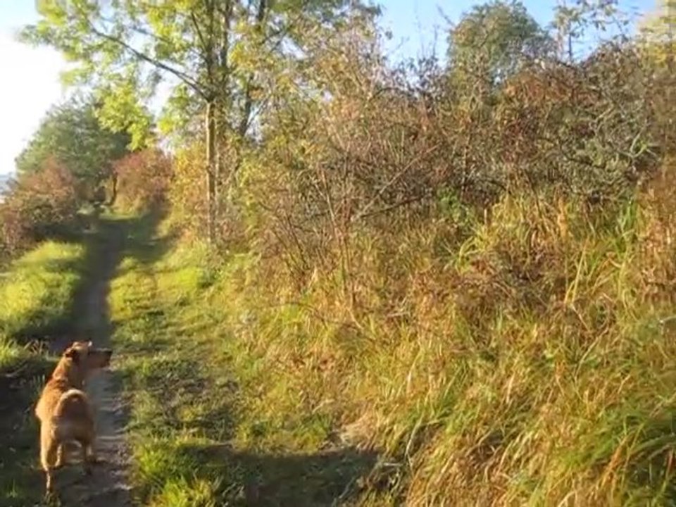 Balade matinale