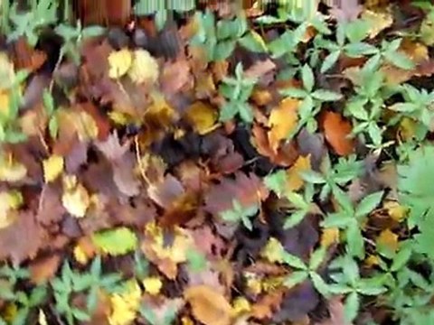 26 10 2011 Trompettes des morts dans le Revermont (Jura)