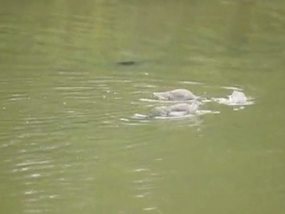 20111010095130  Chevaliers arlequins