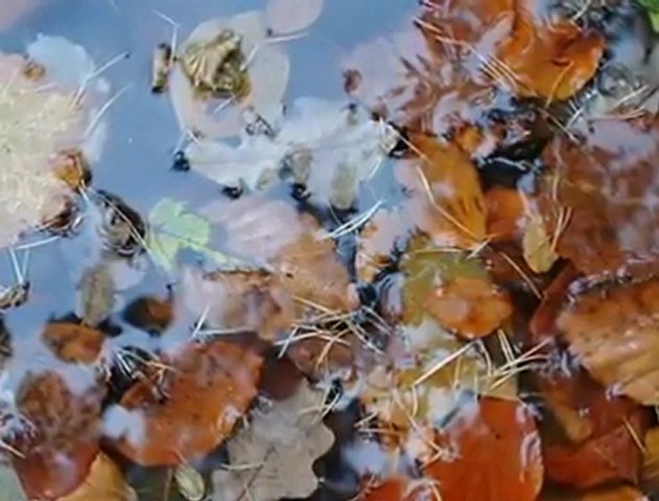 SİBEL CAN  ♫♥♪ SEN GELMEZ OLDUN ♫♥♪