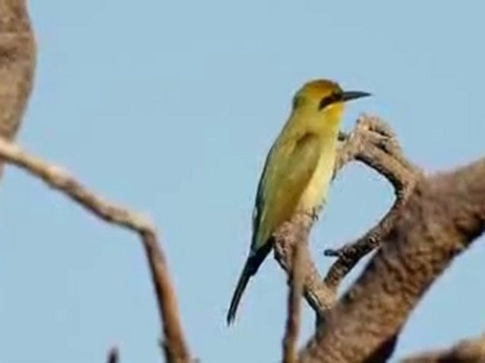 Bee-eater_Regurgitating