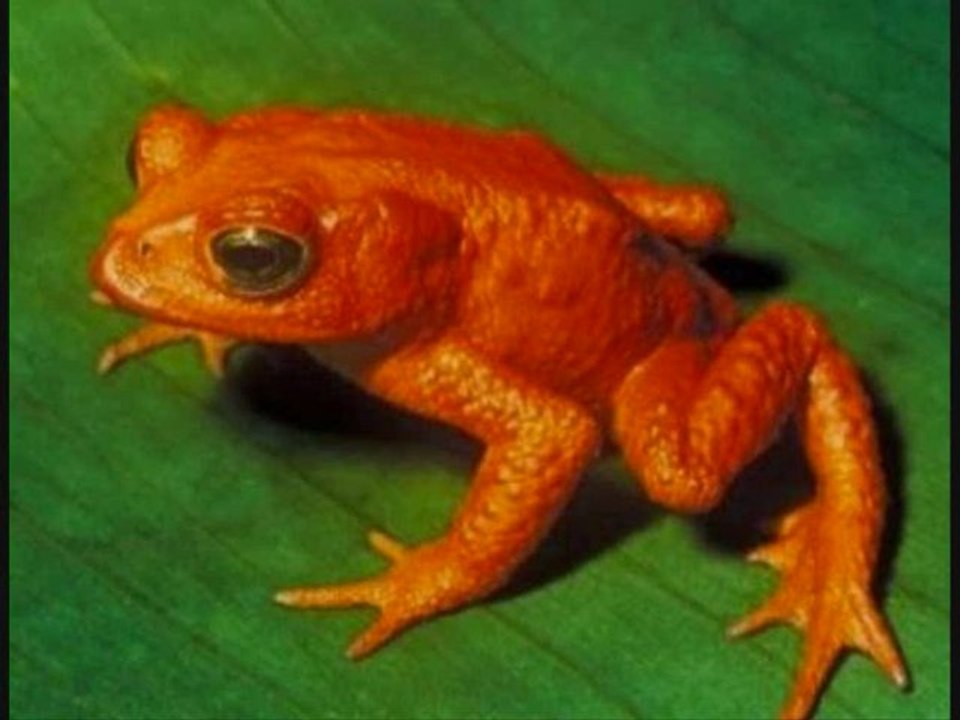 Chaude couleur Orange