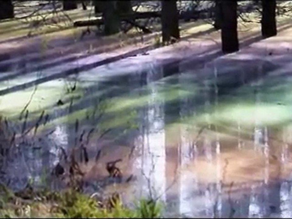 Le chant des grenouilles-04