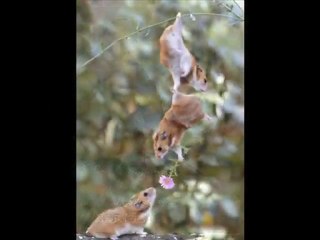 KAZIM KOYUNCU ( ben özledum yarumi ağlasam ayipmidur )