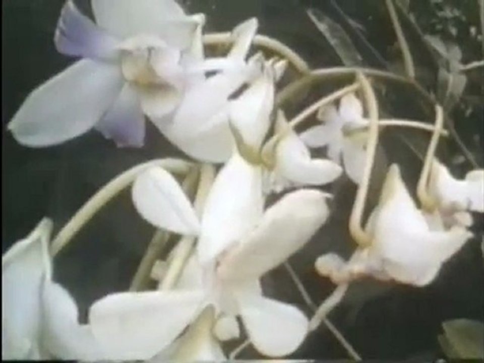 Harun Yahya TV - Camouflage in living things