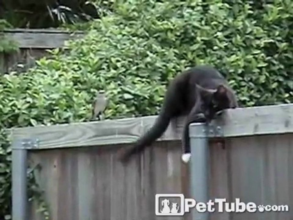 Bird Pesters Sylvester