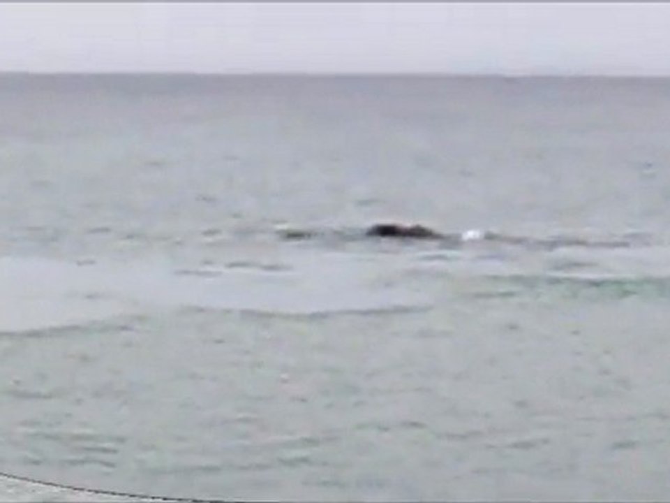 Baleines Franches Péninsule de Valdès