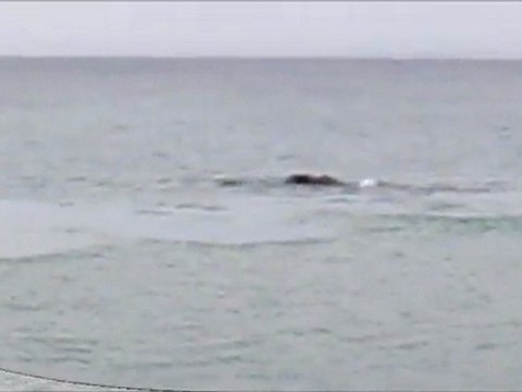 Baleines Franches Péninsule de Valdès