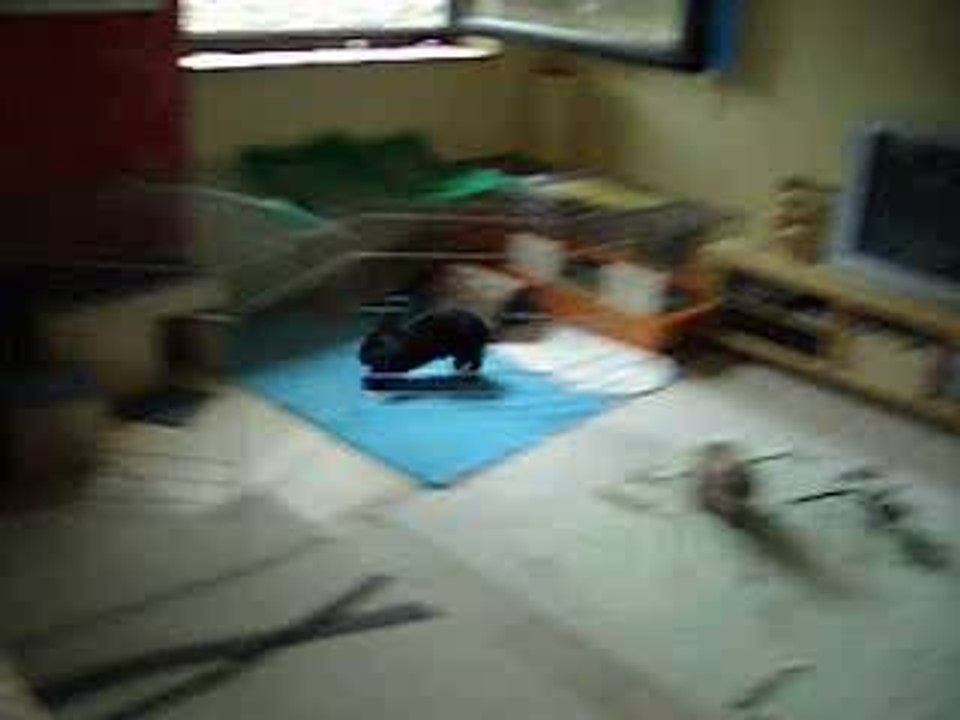 Night-rider-fussel_2