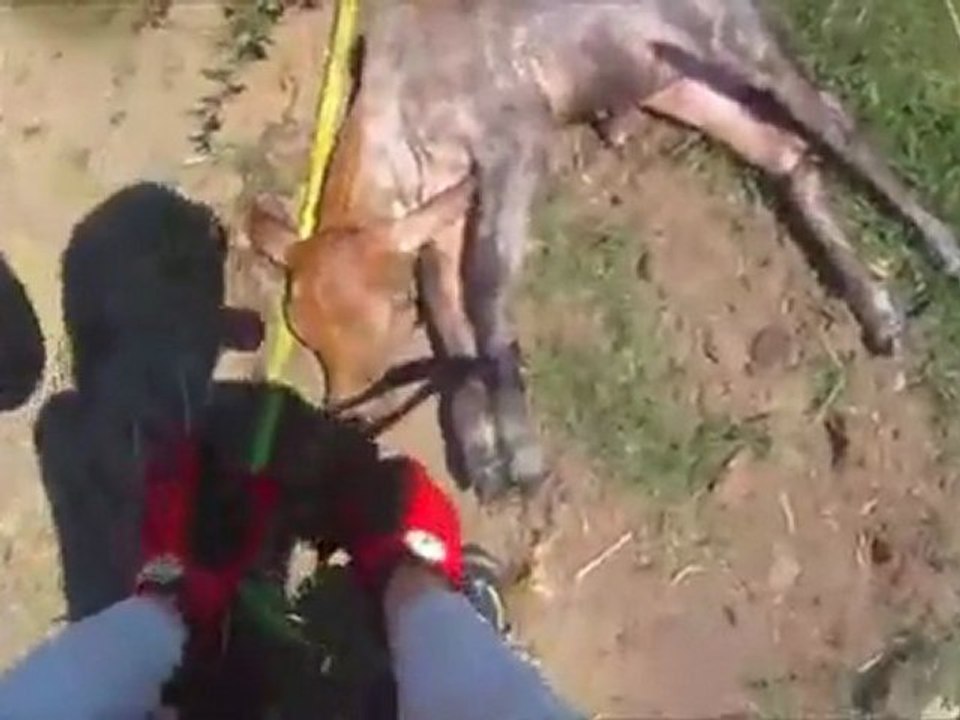 Amgeza Saving Calf