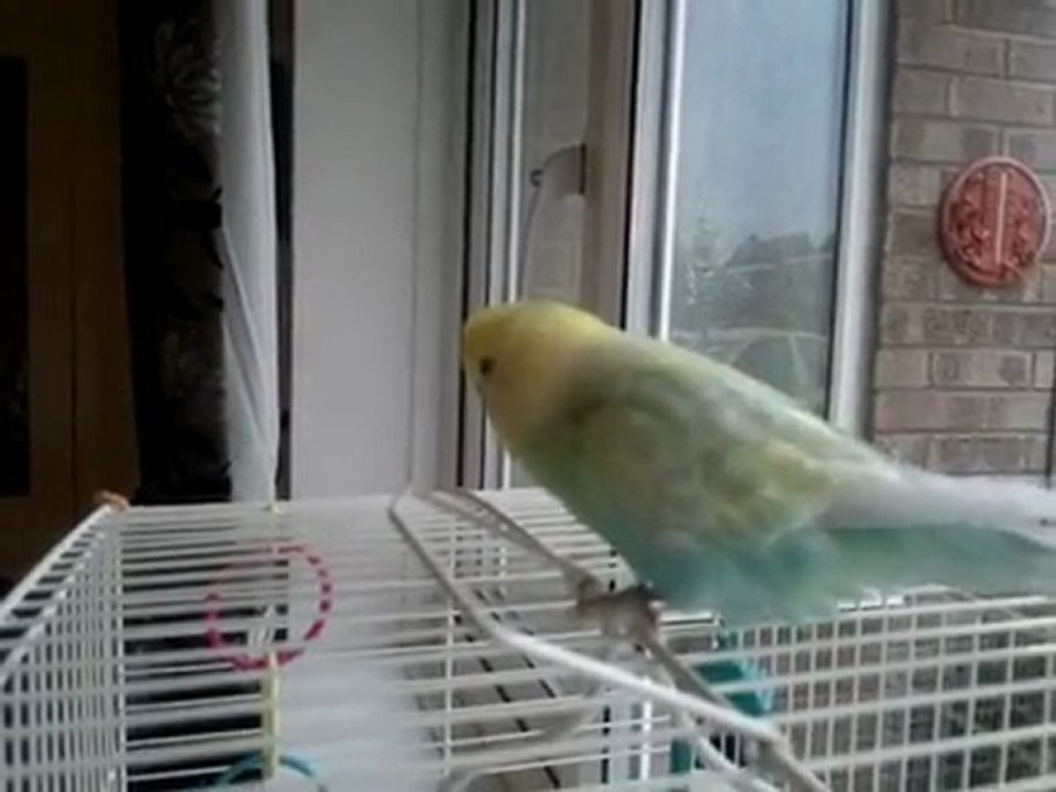 Το πουλί-οπαδός της Μάντσεστερ Σίτι