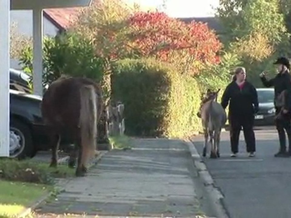 Pony und Esel on Tour